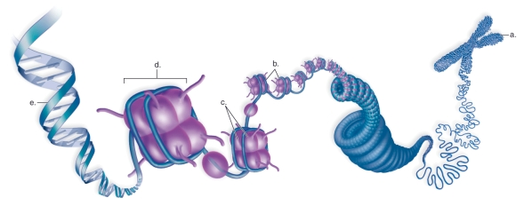 Figure:   -This figure shows the levels of chromatin structure.What does  D  represent? A) a nucleosome B) looped chromatin C) histones D) compacted chromosome E) DNA helix