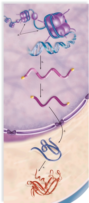 Figure:   -This figure shows the levels at which control of gene expression occurs in eukaryotic cells.What does  B  represent? A) posttranscriptional control B) transcriptional control C) posttranslational control D) translational control E) chromatin structure