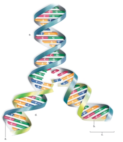 Figure:   -In this figure showing DNA replication,what does  E  represent? A) the parental DNA region B) the new strand C) the replication region D) the template strand E) the completed DNA region