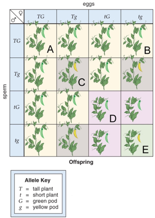 Figure: Use the following figure to answer question.   -This figure shows a dihybrid cross.What does  c  represent? A) short plant,yellow pod B) tall plant,yellow pod C) tall plant,green pod D) short plant,green pod E) short plant,purple pod