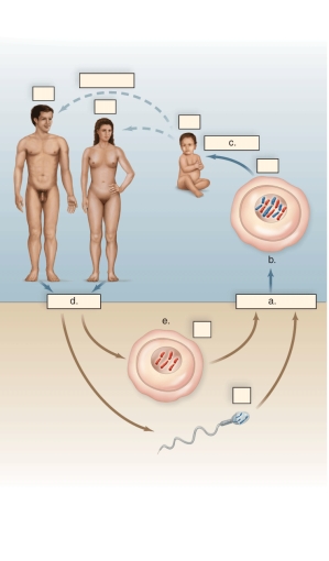 Figure:    -In the figure of the life cycle of humans,what does e represent? A)meiosis B)mitosis C)haploid egg D)diploid egg E)zygote or embryo