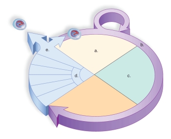 Figure:   -This figure shows the cell cycle.What does  c  represent? A) Mitosis B) Cytokinesis C) G<sub>1</sub> D) Interphase E) S
