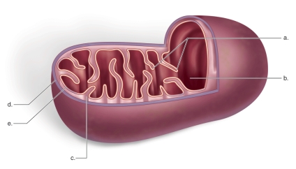 Figure:    -This figure shows the structure of the mitochondrion.What does  a  represent? A) outer membrane B) inner membrane C) cristae D) matrix E) intermembrane space