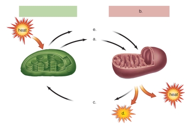 Figure:   -This figure shows the relationship between the chloroplast and the mitochondrion.What does  c  represent? A) carbon dioxide B) carbohydrates C) ADP D) ATP E) oxygen