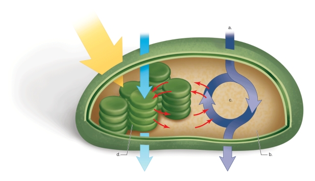Figure:   -In the figure shown,what does a.represent? A) oxygen B) water C) glucose D) carbon dioxide E) ATP