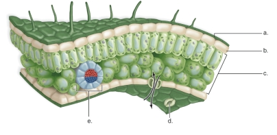 Figure:   -In the figure,what part of the leaf is indicated by b? A) mesophyll B) stoma C) leaf vein D) upper epidermis E) cuticle
