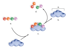 Figure:   -This figure shows an enzyme in action.What does  A  represent? A) a polypeptide B) the enzyme-substrate complex C) the active site D) the products E) the substrate