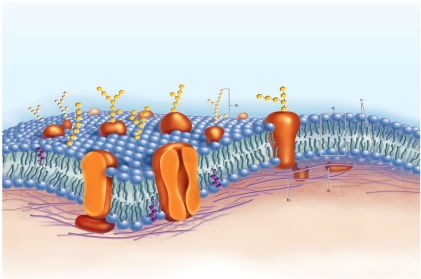 Figure:   -What does  C  represent in the diagram of the plasma membrane? A) hydrophilic heads B) cytoskeleton C) glycolipid D) phospholipids bilayer E) peripheral protein