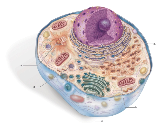 Figure:   -What is the function of the cell structure marked  b.  on the animal cell diagram? A) to provide structural support and shape B) to carry genetic information C) to make energy molecules D) to break down old organelles E) to produce and modify new proteins