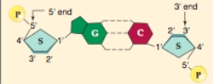   In a DNA molecule,the polar  G  nucleotide on one strand always bonds with the polar  C  nucleotide on the other strand.What kind of bonds are these? A) hydrophobic interactions B) hydrogen bonds C) adhesive interactions D) covalent bonds E) ionic bonds