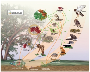 <strong>Figure: Based on the figure shown here, which organism is NOT a primary consumer?</strong> A) rabbit B) deer C) mice D) chipmunk E) fisher