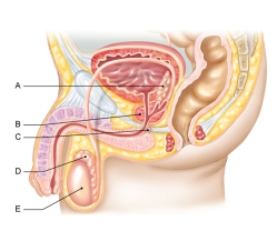 In the figure shown here, which of the following is the prostate gland?   A)  A B)  B C)  C D)  D E)  E