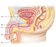 <strong>In the figure shown here, which of the following is the bulbourethral gland? </strong> A) A B) B C) C D) D E) E