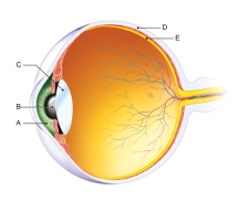 <strong>In the figure shown here, which of the following is the sclera? </strong> A) A B) B C) C D) D E) E