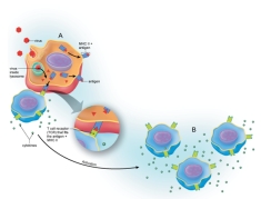 <strong>Figure: In this figure, A is acting as a(n) ______________.</strong> A) antigen-presenting cell B) helper T cell C) neutrophil D) antibody E) plasma cell