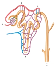<strong>Figure: The figure shown represents urine formation. Substances which move from the blood into the filtrate at #3 include ___________.</strong> A) glucose B) amino acids C) sodium ion D) chloride ion E) hydrogen ion