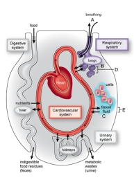 <strong>Figure: At the area labeled A in the figure shown here,</strong> A) O<sub>2</sub> and CO<sub>2</sub> enter the lungs. B) O<sub>2</sub> and CO<sub>2</sub> leave the lungs. C) O<sub>2</sub> enters the lungs and CO<sub>2</sub> leaves the lungs. D) CO<sub>2</sub> enters the lungs and CO<sub>2</sub> leaves the lungs. E) nutrients move into the body and CO<sub>2</sub> leaves the body.