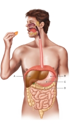 <strong>Figure: In the figure shown here, A is referring to the _________.</strong> A) liver B) stomach C) duodenum D) pancreas E) small intestine
