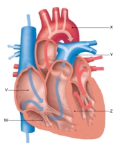 <strong>Figure: The figure shown here represents a four chambered heart. Part Z represents the ________.</strong> A) pulmonary trunk B) septum C) left atrium D) right ventricle E) superior vena cava