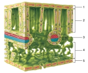 <strong>Figure: Photosynthesis primarily occurs in which tissues of the leaf shown here?</strong> A) 1 and 5 B) 2 and 3 C) 1, 2, and 3 D) 2 and 4 E) 3, 4, and 5