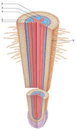 <strong>Figure: Refer to the figure shown here. Which structure(s) of a eudicot root is/are responsible for regulating the entry of minerals into the xylem?</strong> A) 1 B) 1 and 6 C) 6 D) 2 and 3 E) 2