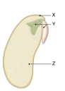 Part Z is ________.   A)  stored food B)  the sporophyte embryo C)  the seed coat D)  the gametophyte embryo E)  vascular tissue