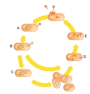 <strong>Which of these occurs during the bacteriophage lysogenic cycle but not the lytic cycle? </strong> A) attachment B) penetration C) integration D) biosynthesis E) maturation