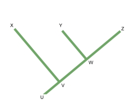 <strong>Figure: In the figure shown here, which of the following organisms would have the same shared derived trait?</strong> A) W, Y, and Z B) W, X, Y, and Z C) V, W, X, and Y D) X, Y, and Z E) U, V, W, and Z