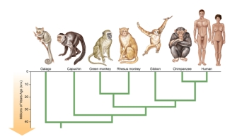 Figure:   -Which of the following statements is true about the phylogenetic tree shown here? A)  The gibbon is more closely related to the rhesus monkey than to the chimpanzee. B)  The galago is more closely related to the green monkey than to the capuchin. C)  The green monkey and rhesus monkey share a common ancestor with the gibbon and chimpanzee. D)  The gibbon does not share a common ancestor with the chimpanzee or human. E)  The green monkey and rhesus monkey share a more recent common ancestor than do the chimpanzee and human.