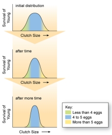 <strong> The figure shown here represents stabilizing selection. What happens when an individual is produced that possesses a trait far away from the mean value?</strong> A) That extreme individual will likely not survive and reproduce. B) That extreme individual will be more likely to survive and reproduce. C) That extreme individual will have neither an advantage nor a disadvantage than other individuals. D) All phenotypes have equal likelihood of surviving and reproducing. E) The average phenotype is less likely to survive and reproduce.