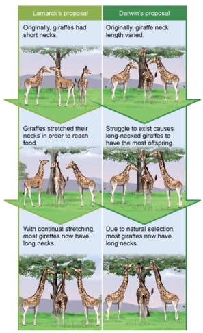   Interpreting this figure, Which of the following is a similarity between Lamark's proposal for evolution and that of Darwin? A)  Both scenarios begin with a population of giraffes that contains variation. B)  Both scenarios expose the giraffes to an environmental pressure (or challenge) . C)  Both scenarios involve only an individual, not a population. D)  Both scenarios involve differential reproductive success. E)  Both scenarios involve giraffes of equal fitness.