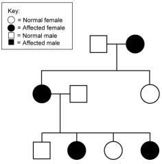 Which mode or modes of inheritance are possible for the pedigree shown here?   A)  autosomal dominant, autosomal recessive, or X-linked dominant B)  autosomal recessive or X-linked recessive C)  X-linked recessive D)  autosomal dominant, autosomal recessive, or X-linked recessive E)  autosomal dominant or X-linked dominant