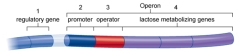 <strong>Figure: Which of the DNA sequences shown in the figure are transcribed and translated to produce proteins?</strong> A) 1, 2, 3, and 4 B) 2 and 3 C) 2, 3, and 4 D) 1, 2, and 3 E) 1 and 4