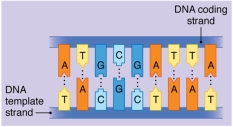 Figure:   -The sequence of the mRNA that would result from transcribing the gene pictured would be ___________. A)  AUGCGAUUA B)  AUUAGCGUA C)  UACGCUAAU D)  UAAUCGCAU E)  ATGCGATTA