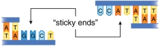 The two  sticky ends  illustrated here can bind each other by complementary base pairing.  