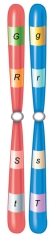 Which of the following is true about an individual with the chromosomes shown in this figure?   A)  All offspring will have the dominant phenotype for each trait. B)  All offspring will have the recessive phenotype for each trait. C)  A maximum of 4 different gametes are possible with 4 traits. D)  The individual is heterozygous for all traits. E)  The individual is homozygous for at least one trait.