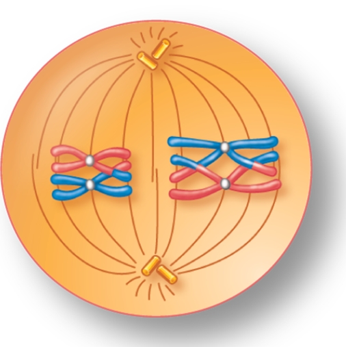 For the figure shown here, indicate the correct stage of meiosis and diploid chromosome number.   A)  metaphase II, 2n=4 B)  metaphase II, 2n=2 C)  metaphase II, 2n=8 D)  metaphase I, 2n=4 E)  metaphase I, 2n=8