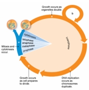 Nuclear division is represented in the figure below by the letter ___.   A)  a B)  b C)  c D)  d E)  e