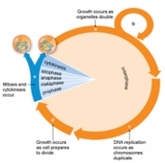 Refer to the figure below. Differentiated cells, such as nerve cells, would be in which of the following stages of the cell cycle?   A)  a B)  b C)  c D)  d E)  e