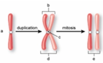 The structure labeled  c  in the following figure is called the ________.   A)  centromere B)  centriole C)  sister chromatid D)  spindle E)  non-sister chromatid