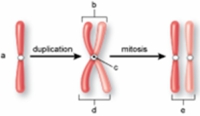 The structures labeled  d  in the following figure are called ________.   A)  centromeres B)  centrioles C)  sister chromatids D)  spindles E)  non-sister chromatids