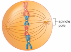 The figure below shows a cell in the mitotic stage of ________.   A)  anaphase B)  interphase C)  metaphase D)  prophase E)  telophase