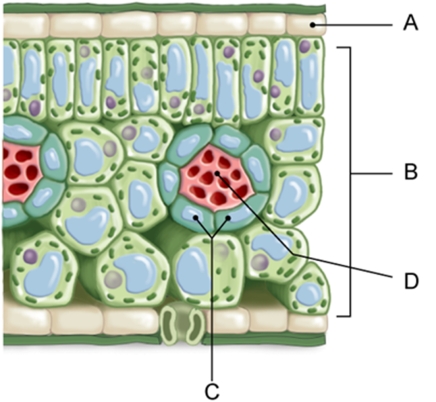 Which of the labeled cells of a C3 leaf does not perform photosynthesis?   A)  A and B B)  A and D C)  B and D D)  B and C E)  C and D