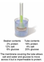 In the set-up shown in the figure below, which of the following statements would describe what would be observed after 12 hours of time have elapsed?   A)  The level of the solution in the tube would rise because there are now more dissolved solutes present in the beaker than in the tube. B)  The level of the solution in the tube would lower because the glucose and salt would move into the tube. C)  The level of the solution in the tube would rise because there are now more dissolved solutes in the tube than the beaker. D)  The level of the solution would not change as the membrane prohibits any exchange between tube and the beaker. E)  The level of solution in the tubes would see no change because the solute levels are equal on both sides.