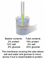 In the set-up shown in the figure below, which of the following statements would describe the conditions observed after 12 hours of time have elapsed?   A)  The beaker contents will be hypertonic to the tube contents. B)  The tube contents will be hypertonic to the beaker contents. C)  The beaker and tube contents are in an isotonic to each other. D)  The beaker contents will be hypotonic to the tube contents. E)  The beaker contents and the tube contents will not have changed at all.