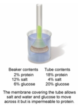 In the set-up shown in the figure below, which process allows the water to move across the membrane?   A)  osmosis B)  active transport C)  phagocytosis D)  facilitated diffusion E)  passive transport