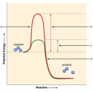 Which of the areas shown in the figure below indicates the presence of an enzyme in the movement of reactant over to product?   A)  a B)  b C)  c D)  d