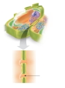 Plant cells can communicate with each other via ________, as indicated by the arrow in the figure.   A)  plasmodesmata B)  fimbriae C)  centrioles D)  cytoskeleton E)  pili