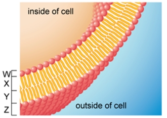 Refer to the figure. Which of the following is true regarding the labeled plasma membrane?   A)  Parts X and Z are hydrophobic. B)  Parts W and Z are hydrophilic. C)  Parts X and Y are hydrophilic. D)  Parts W and Y are hydrophobic. E)  Parts W and X are hydrophilic.