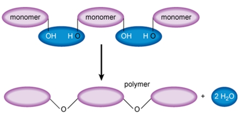 The following figure represents which process?   A)  dehydration synthesis B)  denaturation C)  polyunsaturation D)  hydrolysis E)  combustion
